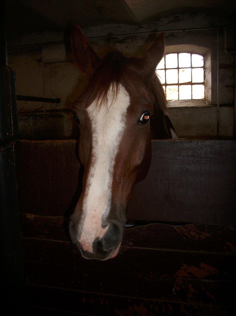 Anden særlig race Romeo billede 10