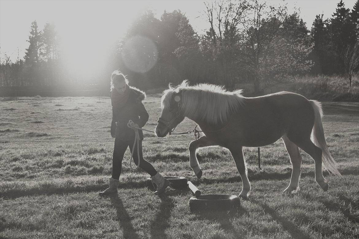 Islænder Diva [SOLGT] - Øver bomtræning med prinsessen i cordeo.. Foto: Cecilie billede 18