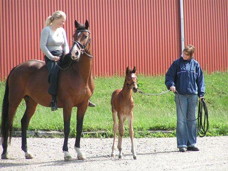 Dansk Varmblod RayPawers Heart of Pride - Her er pride tre uger gammel på tur med mor Daim :-) billede 4