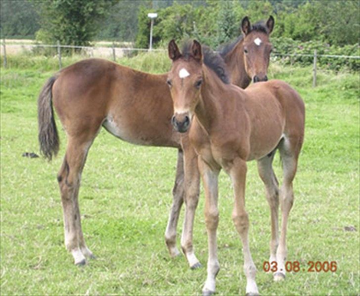 Dansk Varmblod RayPawers Heart of Pride - pride to måneder gammel med sin bedste ven undercover som jeg også ejer, og som i år er blevet mor til en fin lille hingst efter calato billede 5