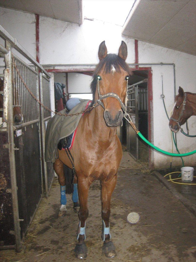 Arabisk fuldblod (OX) Strumyk - solgt* billede 14