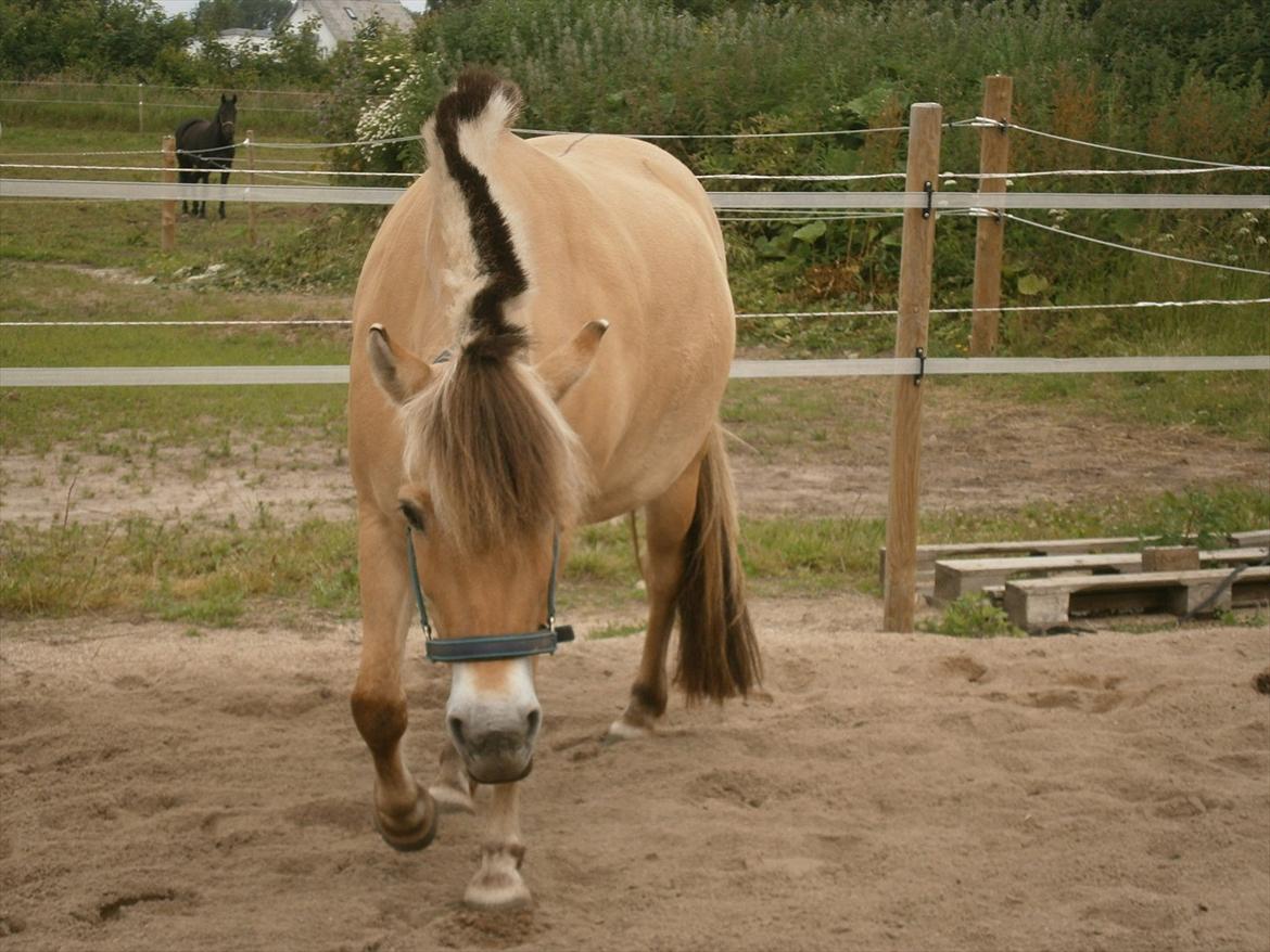 Anden særlig race Lady (Lise) billede 13