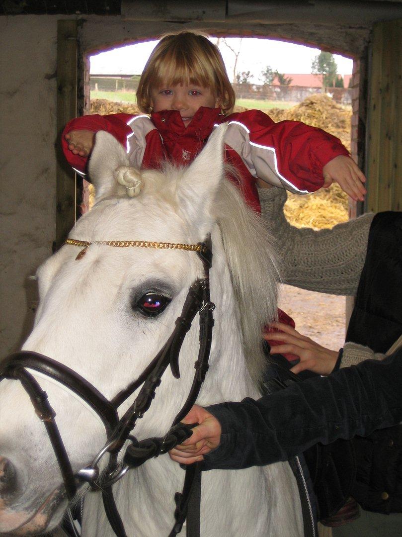 Anden særlig race Sofus - Sofus var meget populær hos min papsøster :-) billede 13