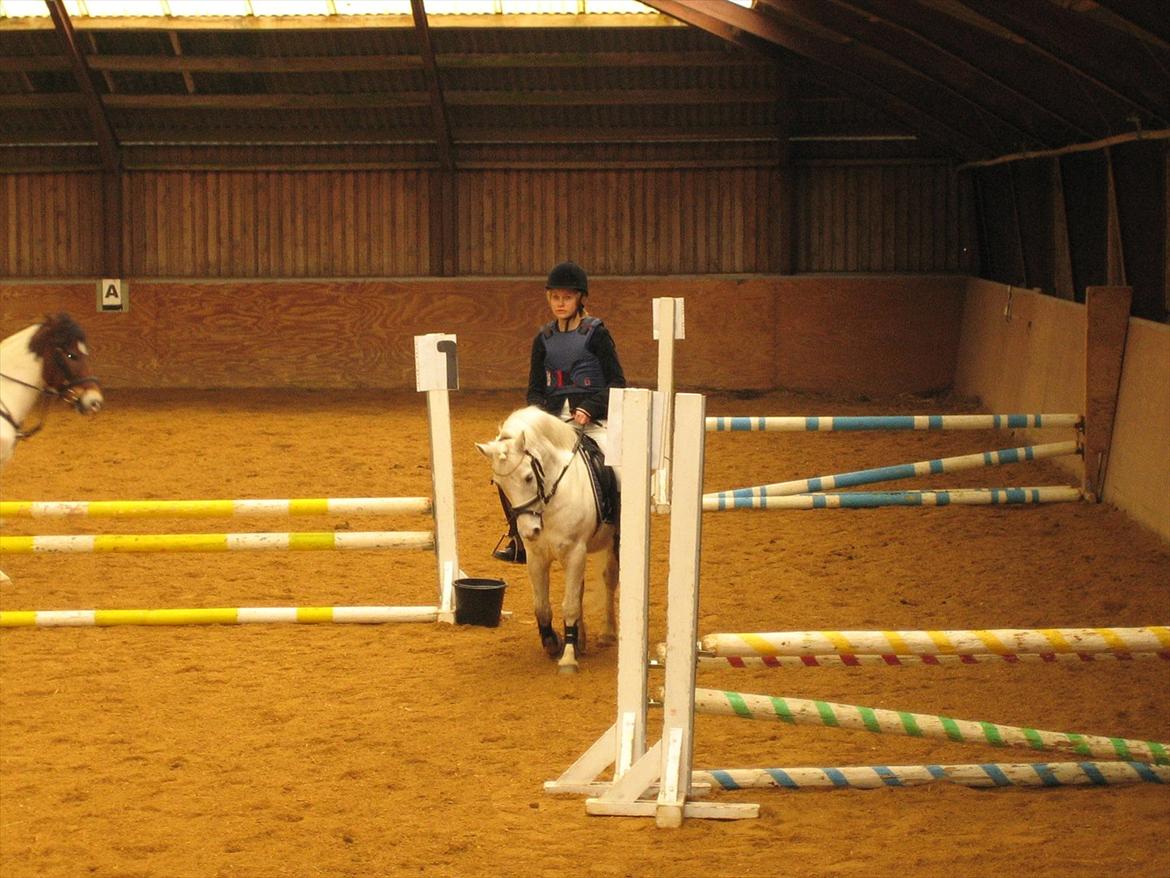 Anden særlig race Sofus - Til et stævne på RVF billede 15