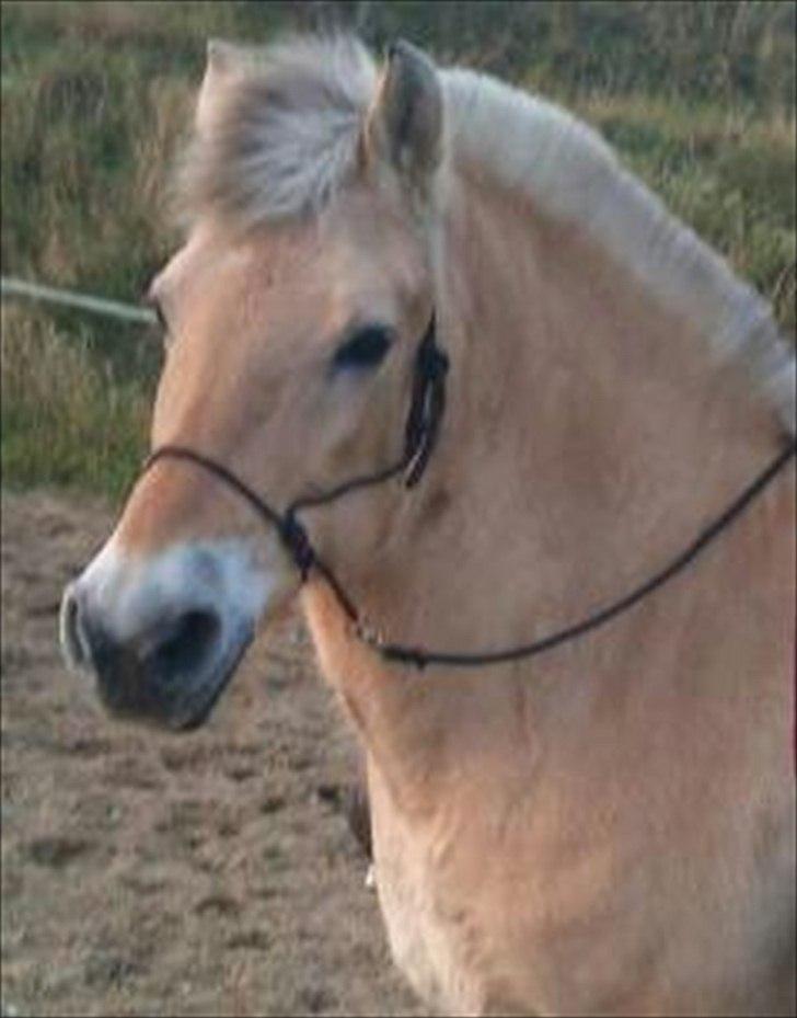 Fjordhest mona   [ tidl. hest] billede 20