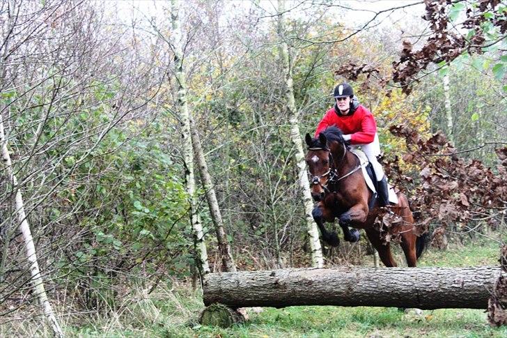 Hannoveraner santana - Santana på hubertusjagt d. 5 november 2011 - ihh hvor hun nyder det! billede 1