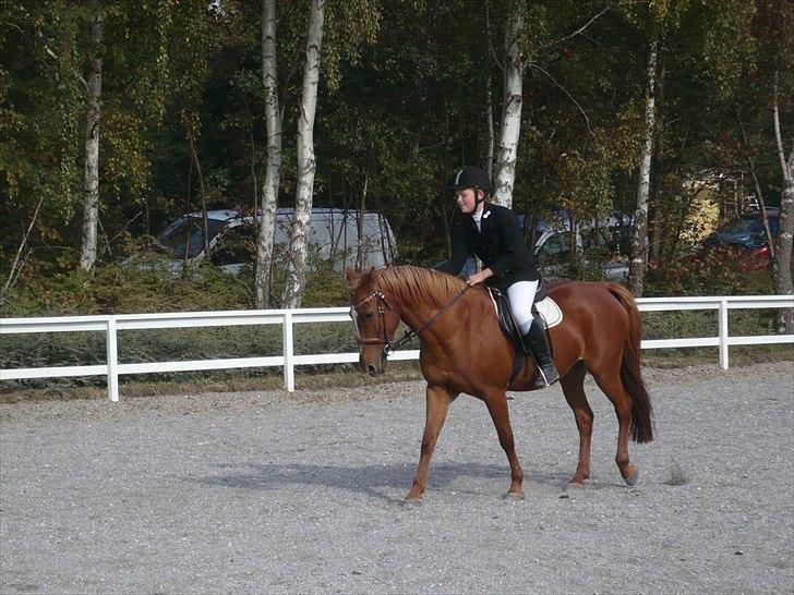 Anden særlig race Hur's Blundy *my soulmate* R.I.P - Skridter ned af midterlinjen efter at have redet LC2 billede 14