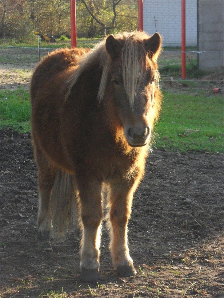 Anden særlig race Fiona billede 2