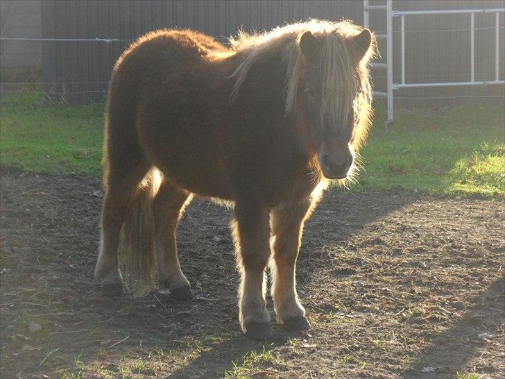 Anden særlig race Fiona billede 3