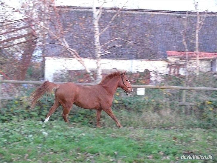 Anden særlig race Ravnsagergaards Torino - Vild hesten slår løs XD

Foto: Helena med hendes kamera billede 8