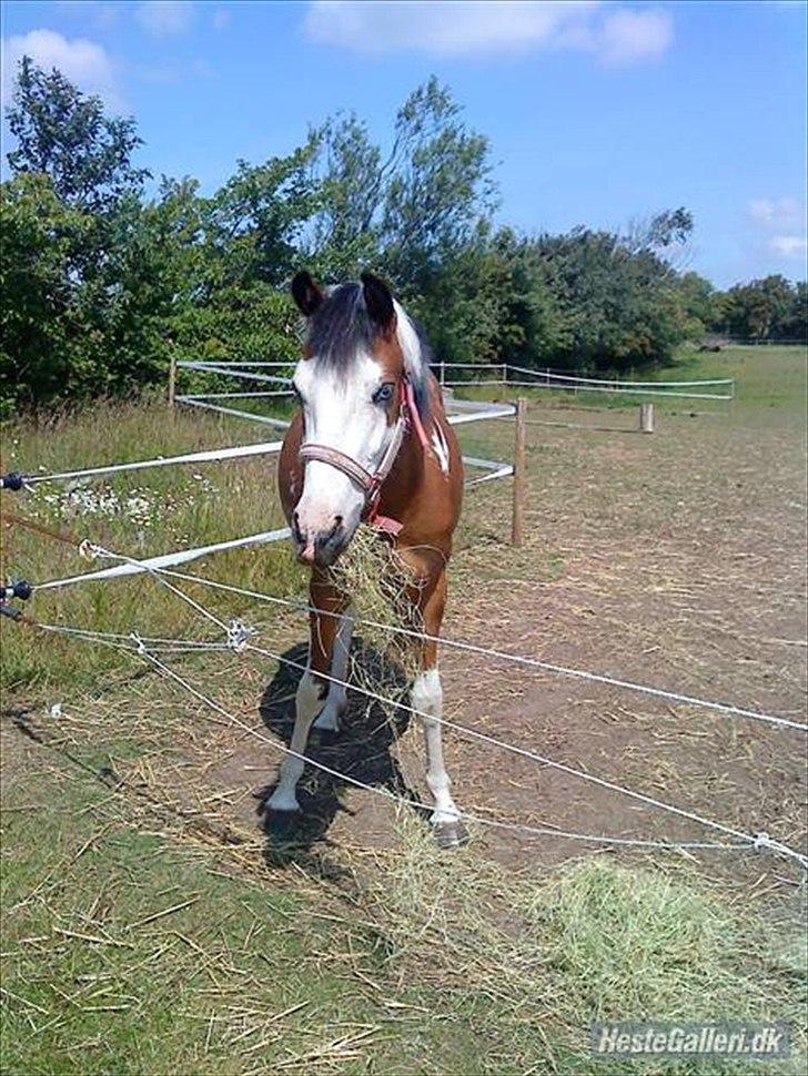 Pinto Diamond<3. - dejligfisen<3. billede 11