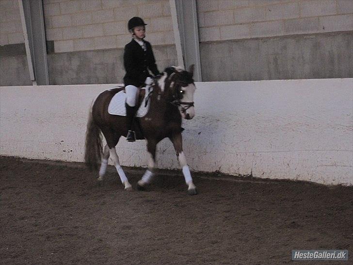 Pinto Diamond<3. - velkommen til puttes fil!:-]. billede 2