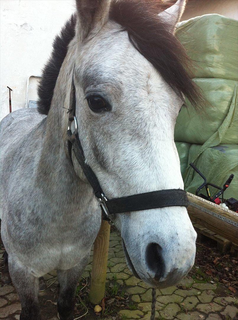 Connemara Casir   billede 5