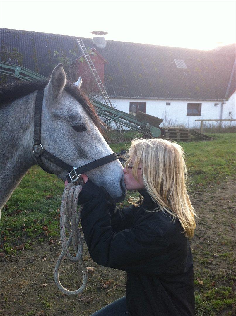 Connemara Casir   billede 6