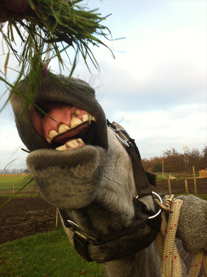 Connemara Casir   billede 7