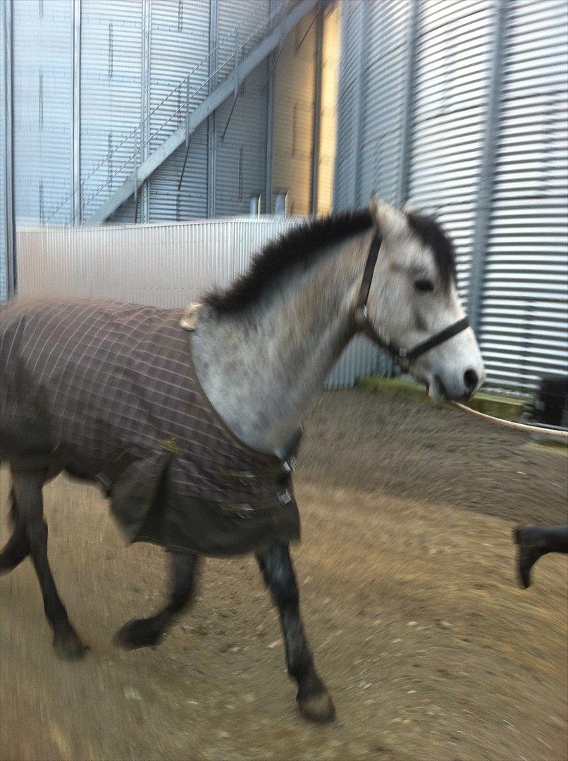 Connemara Casir   billede 8