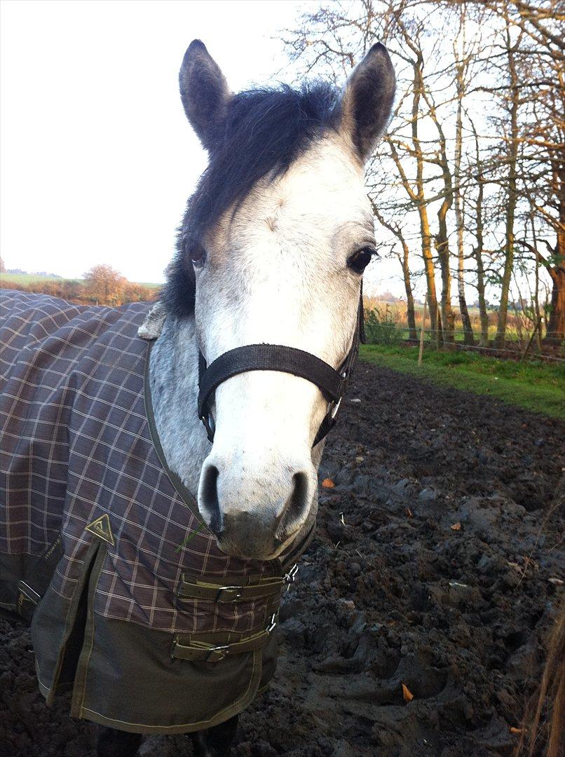 Connemara Casir   billede 9