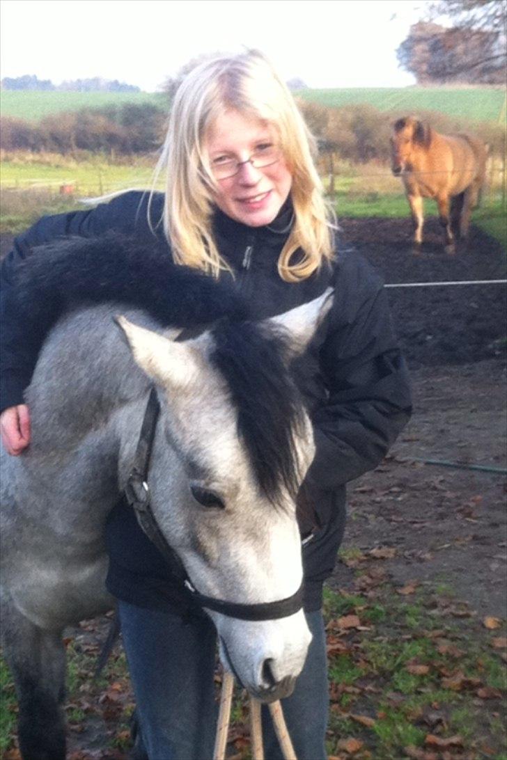 Connemara Casir   billede 10