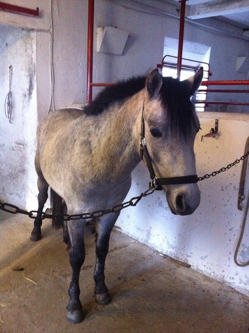 Connemara Casir   billede 11