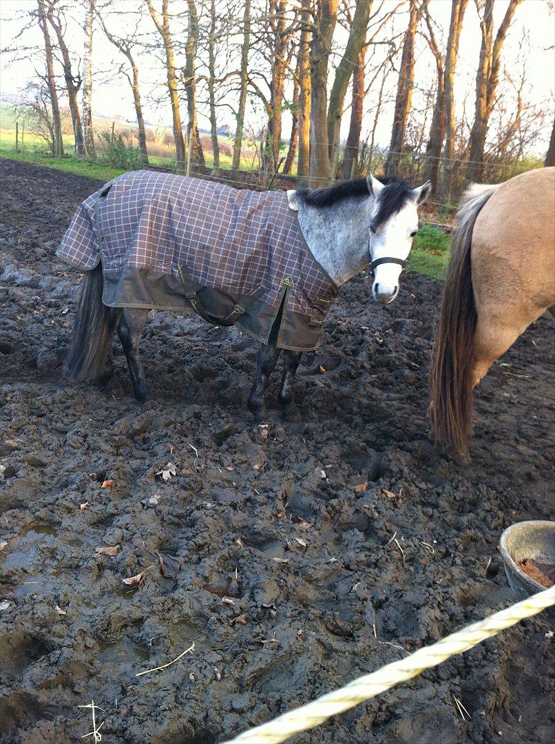 Connemara Casir   billede 13