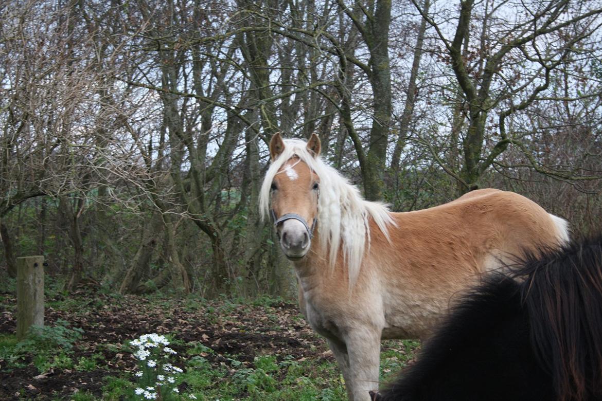 Haflinger Nantino Hestvang - Nantino Hestvang.... 10 minutter efter han er ankommet... tager man tingene i stiv arm eller hvad ?? :-) billede 5