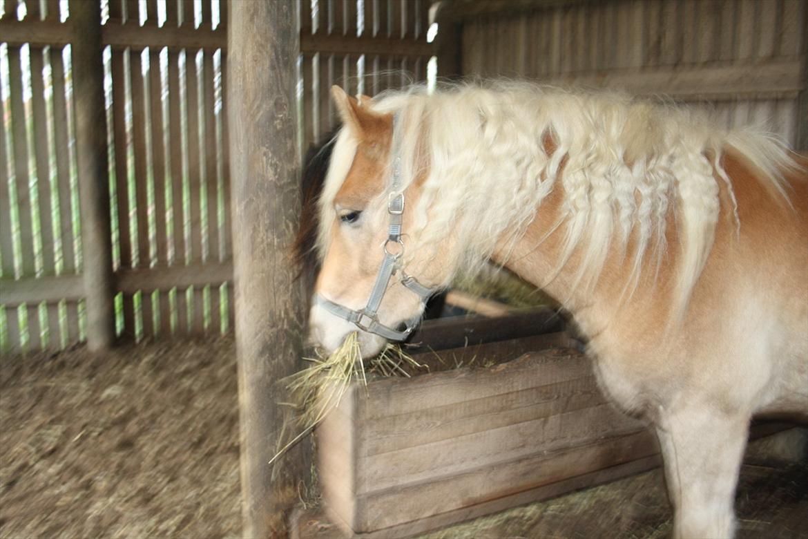 Haflinger Nantino Hestvang - Julleprinsessekrøller ;-) billede 7