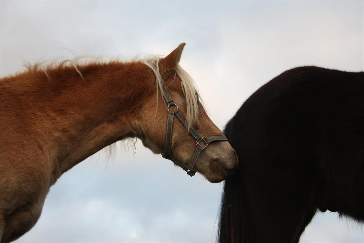 Haflinger Nantino Hestvang - woouu man tør godt lige snuse til Ari.. billede 6