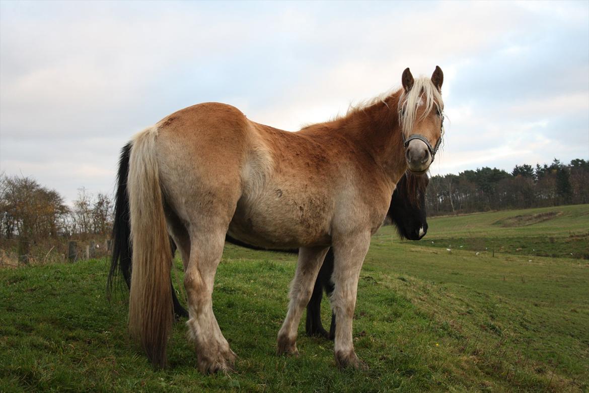 Haflinger Nantino Hestvang - Julle og Mette I har glemt at vaske hale ;-) billede 8