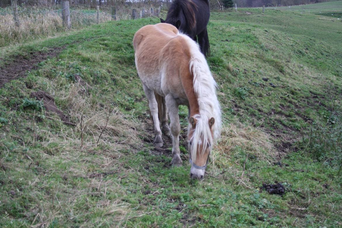 Haflinger Nantino Hestvang billede 10