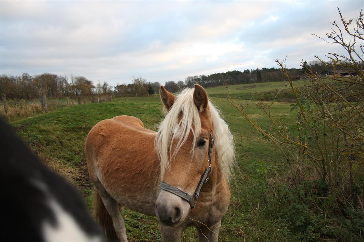 Haflinger Nantino Hestvang - Lidt betuttet..men er også lige landet... billede 9