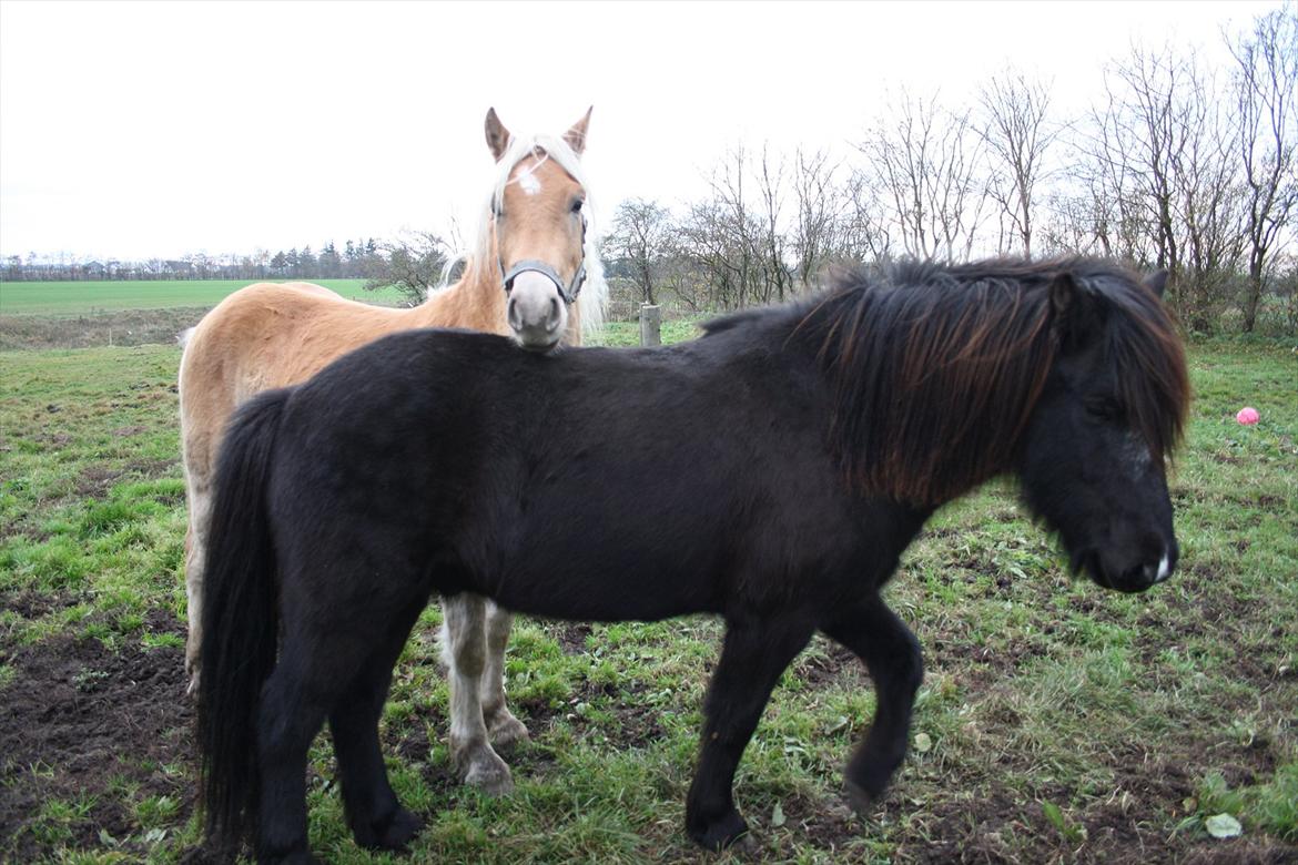 Haflinger Nantino Hestvang - Nantino Hestvang og
Ari fra Sysselhaven... fornemme navne til fornemme heste billede 11