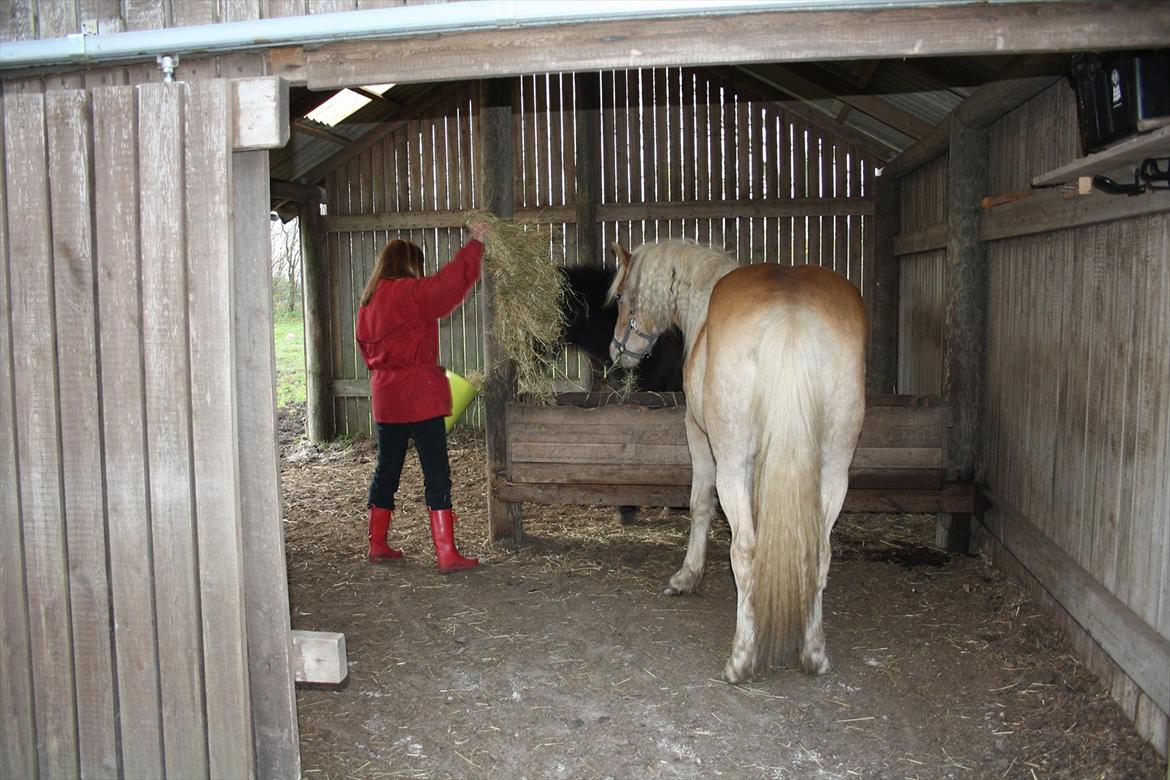 Haflinger Nantino Hestvang - Mums mad billede 12