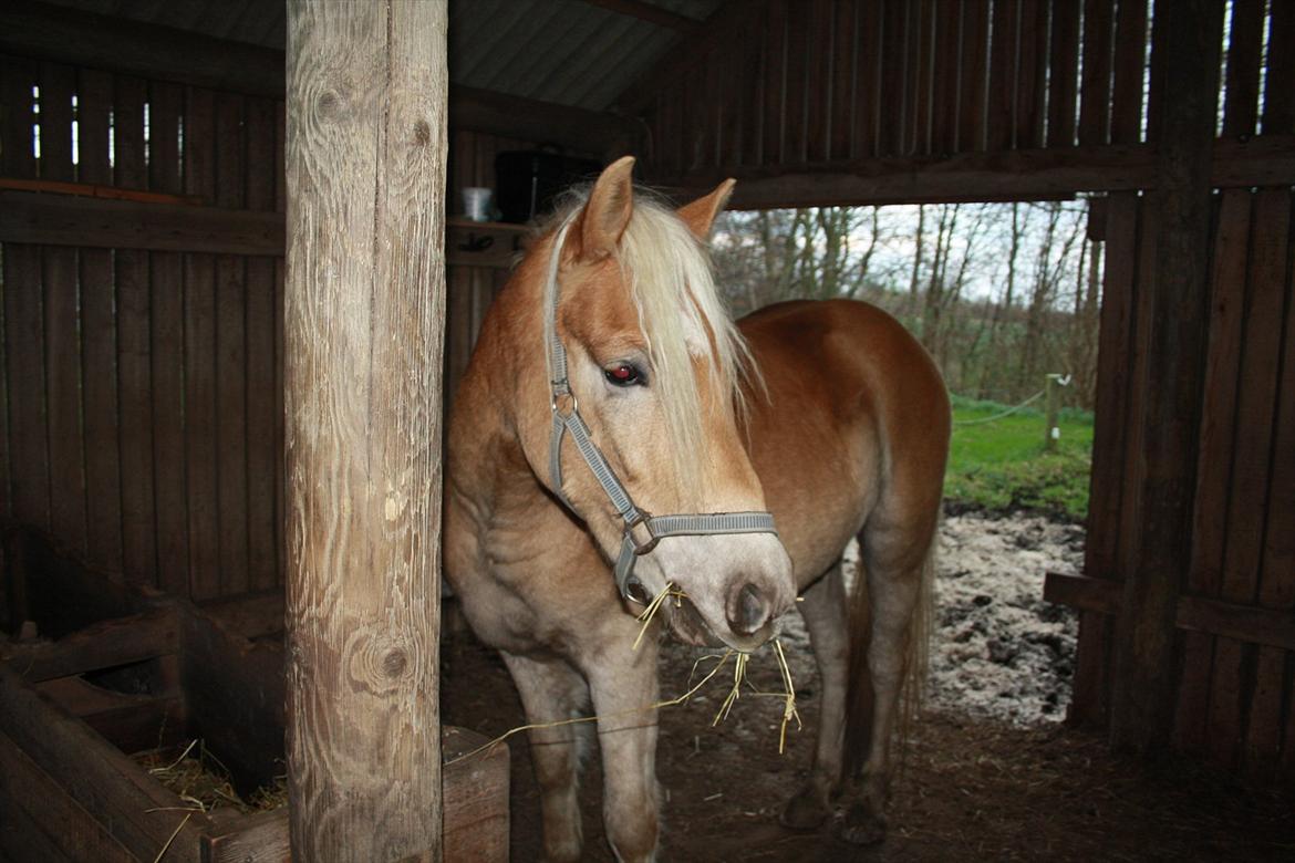 Haflinger Nantino Hestvang - Mad og husly er godt.. ;-) billede 13