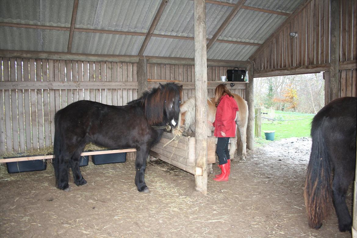 Haflinger Nantino Hestvang - Den dejlige løsdrift.. er der en skønnere lyd end hestene der står fredeligt og gumler... billede 14