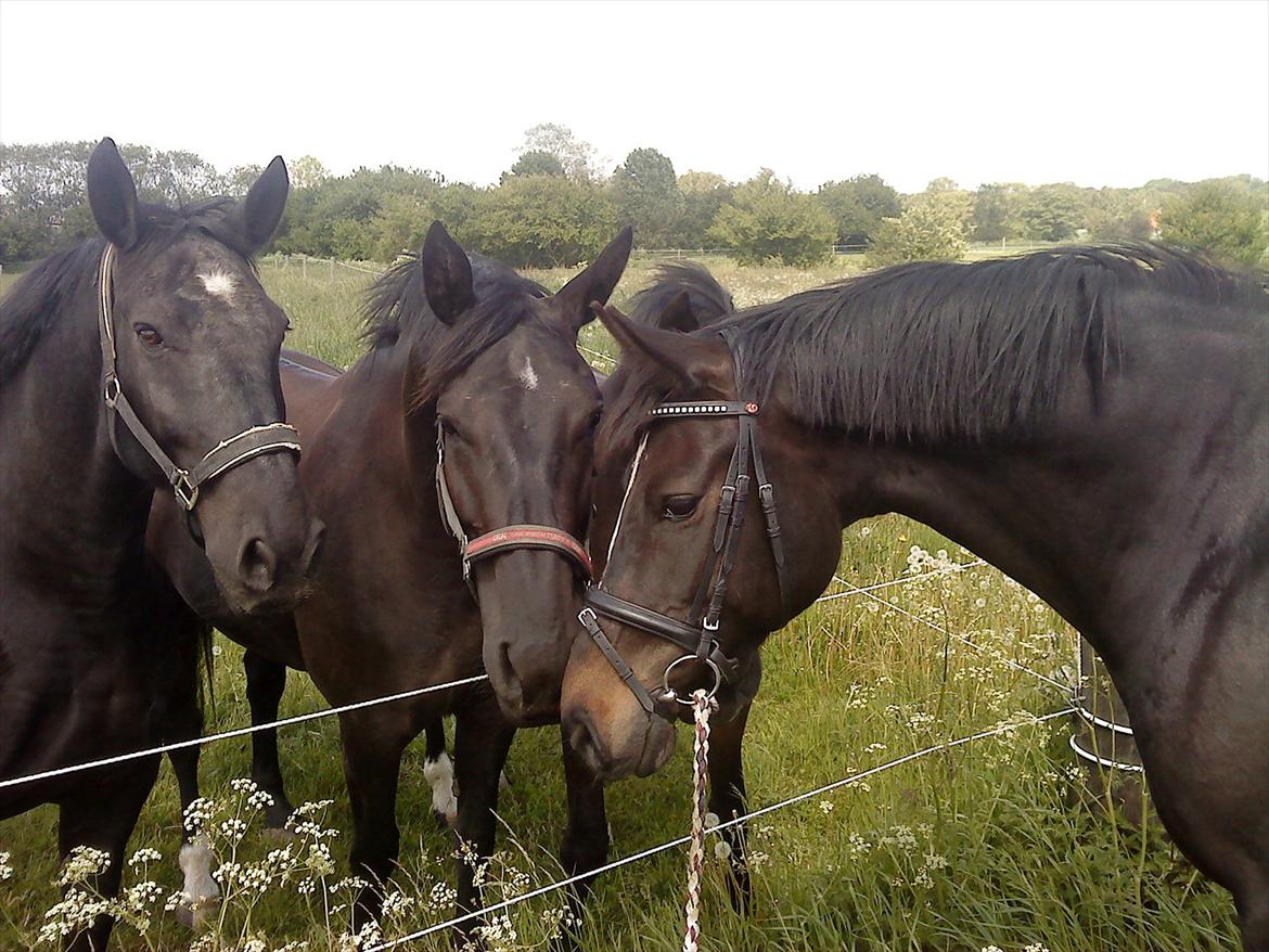 Oldenborg Tien Shan - Prinsessen hilser på naboerne -Charlie, Jeanett og Zenobia på nabogården -juni 2011 billede 11