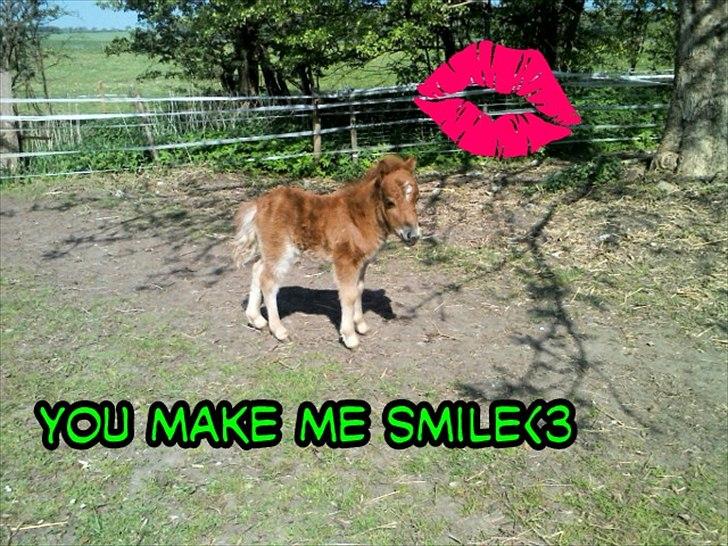 Shetlænder Chico<3 - <3 billede 3