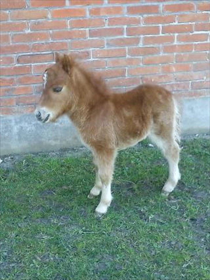 Shetlænder Chico<3 - <3 billede 4