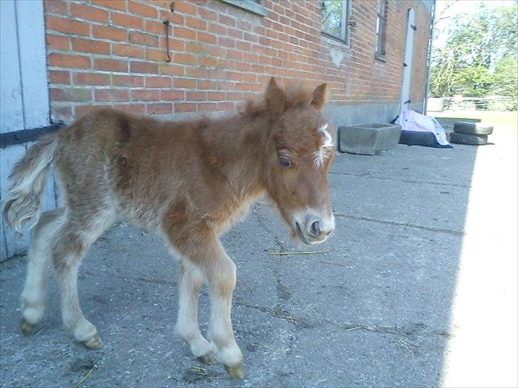 Shetlænder Chico<3 - Han er så sød<3 billede 6