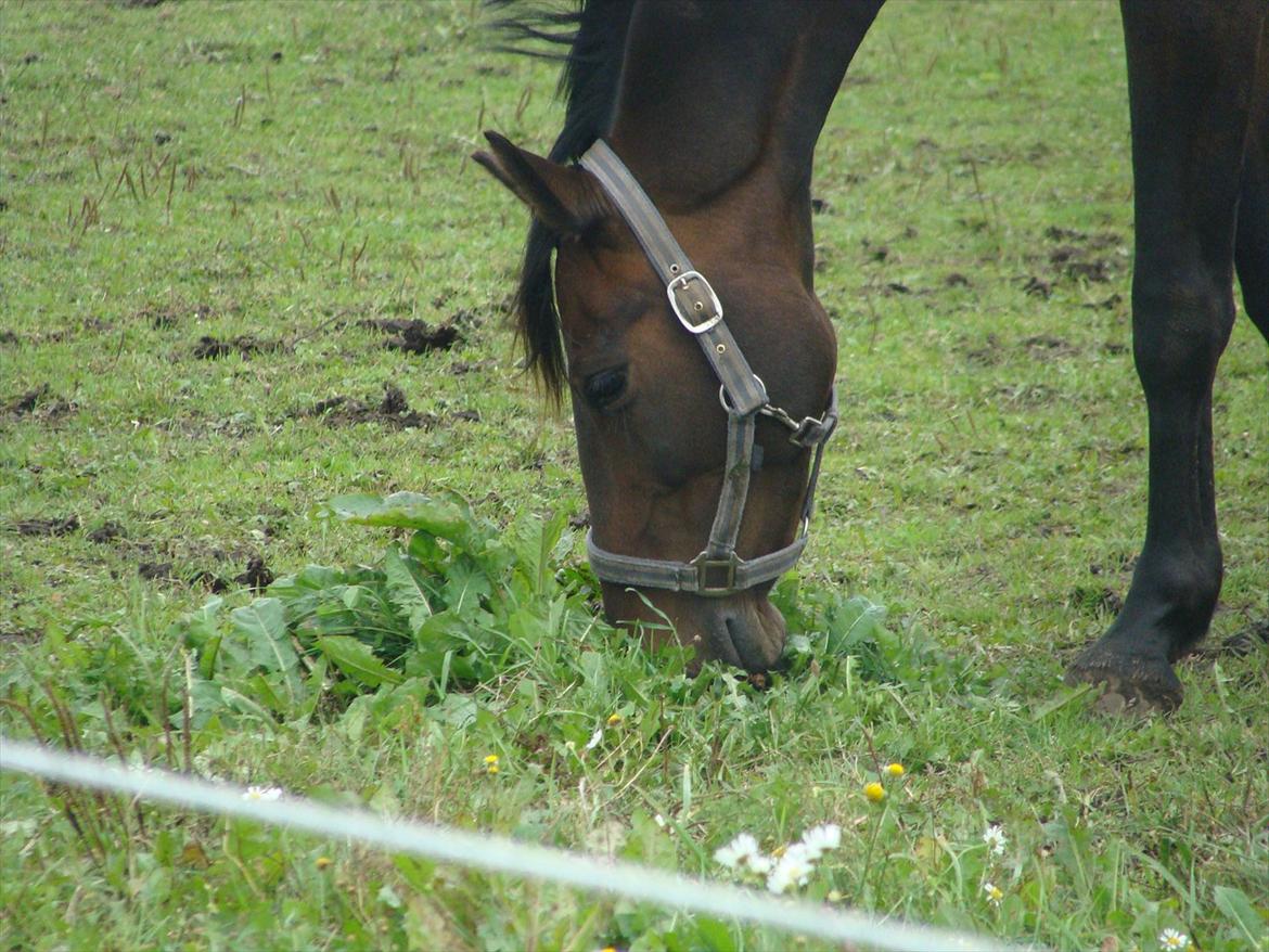 Anden særlig race Chili in action *Miss you boy* - 7 - JegElskerDig <3:* billede 7