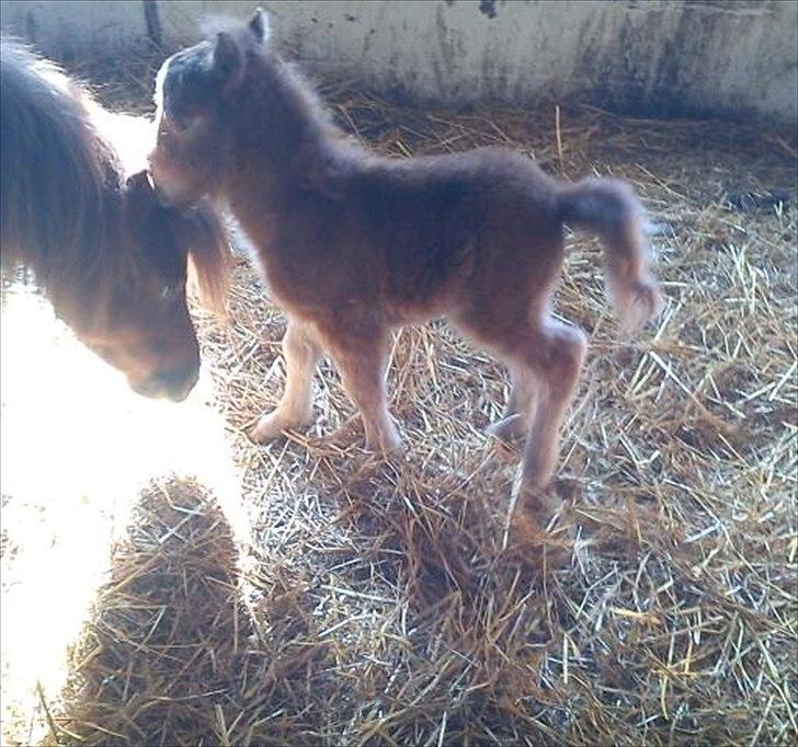 Shetlænder Chico<3 - <3 billede 8