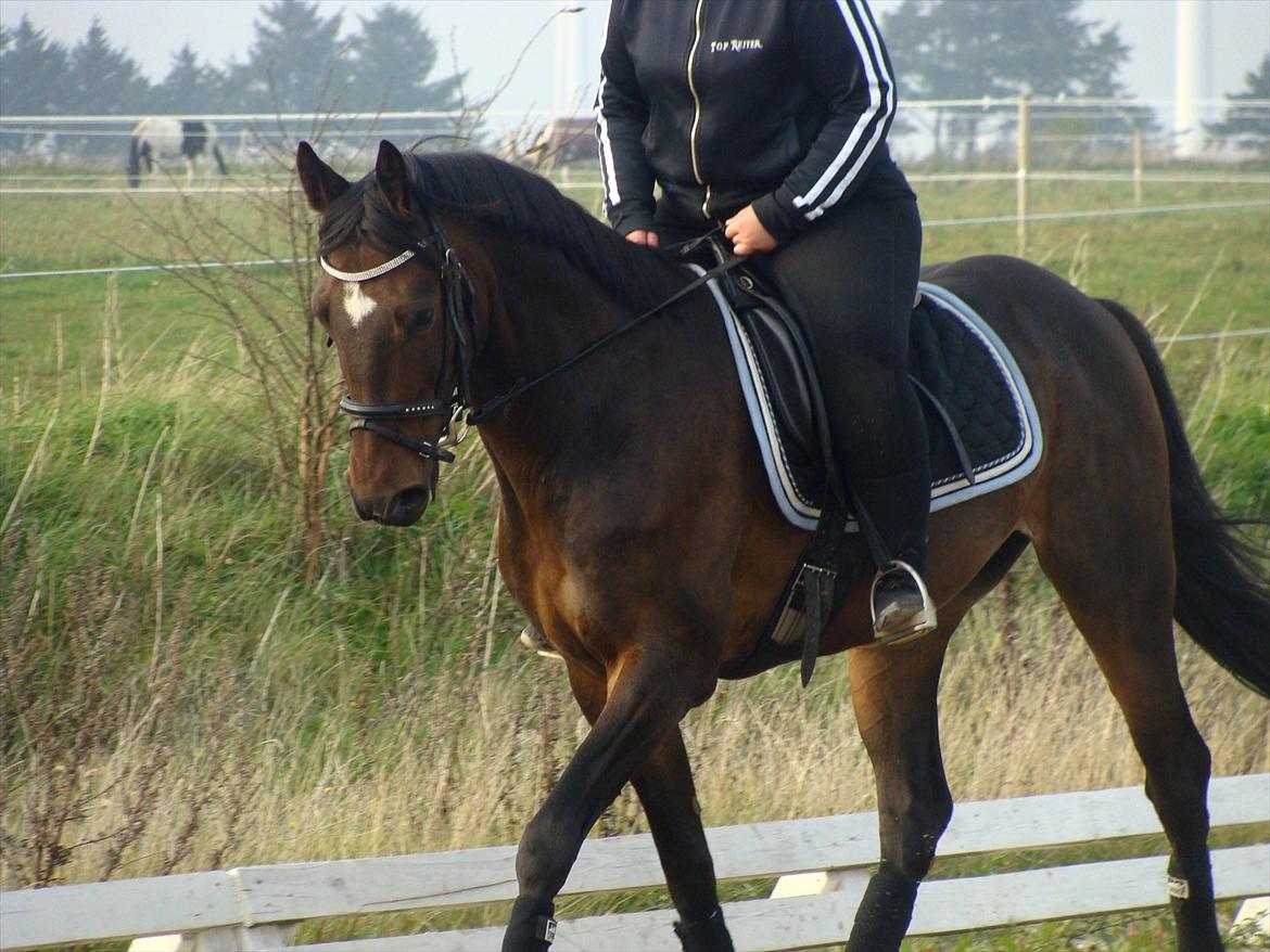 Anden særlig race Chili in action *Miss you boy* - 18 - Min solstråle <3 :* billede 18