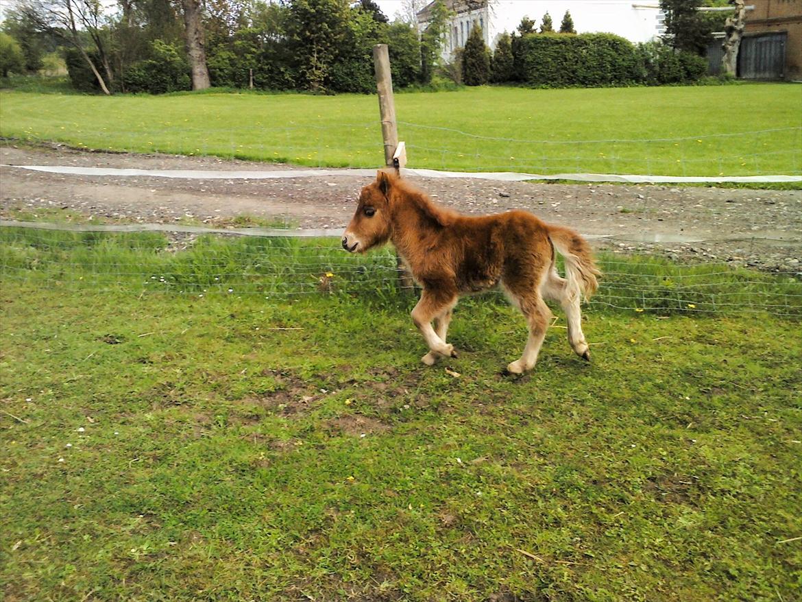 Shetlænder Chico<3 - <3 billede 9