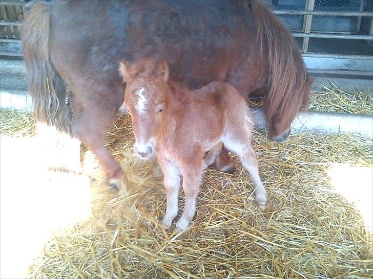 Shetlænder Chico<3 - <3 billede 10