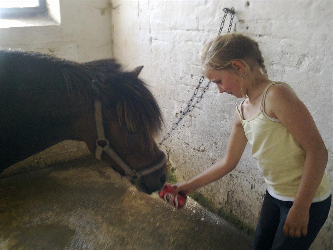 Anden særlig race Sesam  SOLGT billede 18