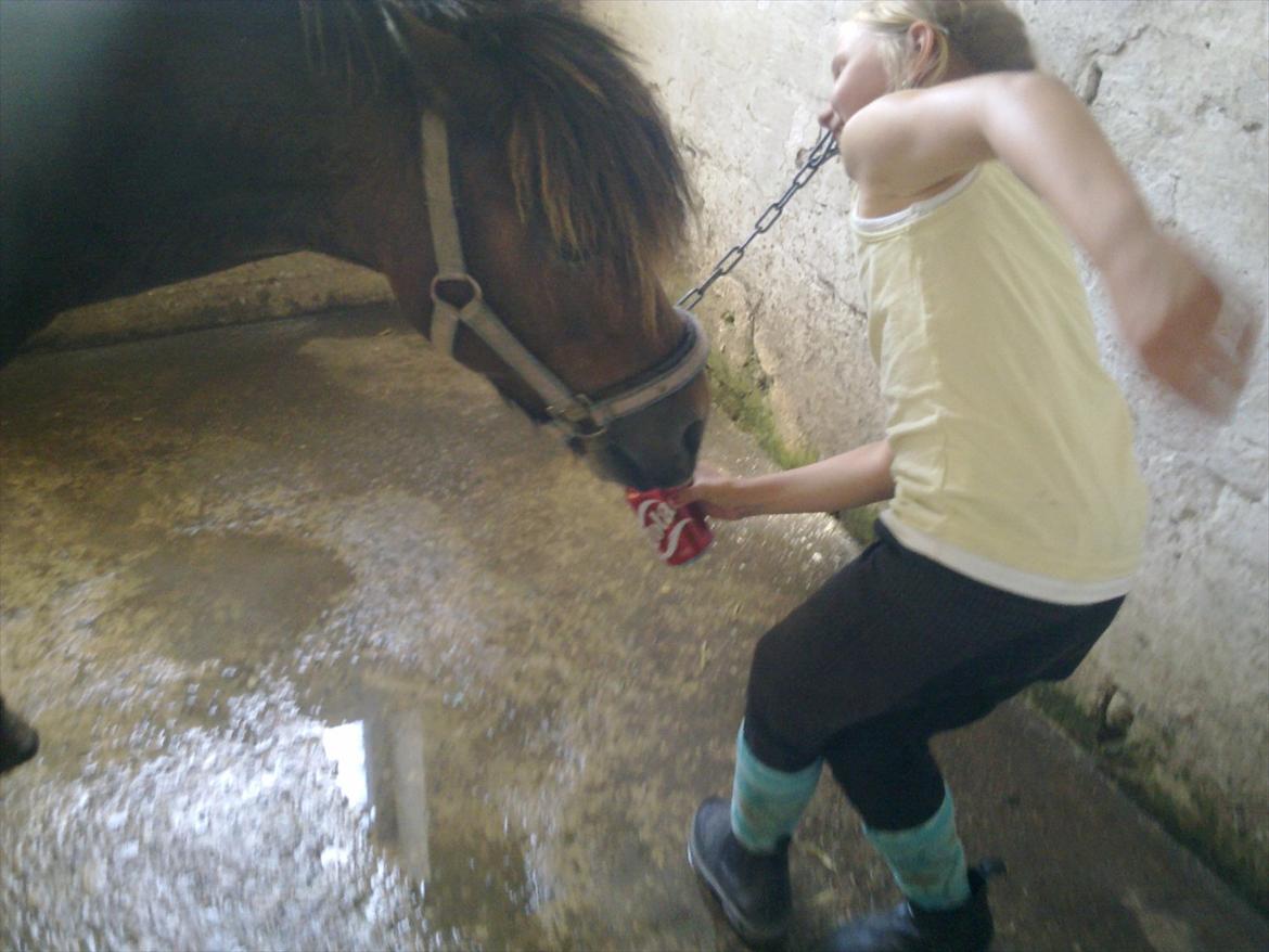 Anden særlig race Sesam  SOLGT billede 19