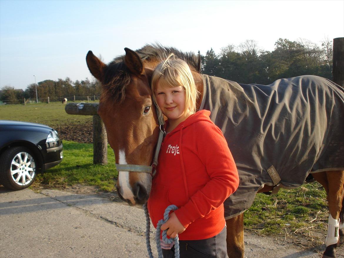 Tysk Sportspony firfod Jokum Knaeld haette  - Nuser og jeg er allerede blevet gode venner billede 1