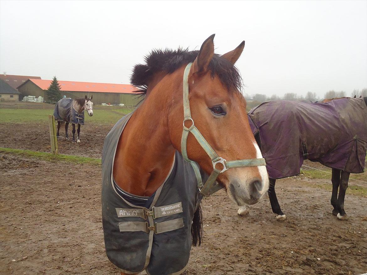 Tysk Sportspony firfod Jokum Knaeld haette  - sikke en kær pony. Nuser kommer gerne op til leddet på folden for at hilse på os.  billede 2