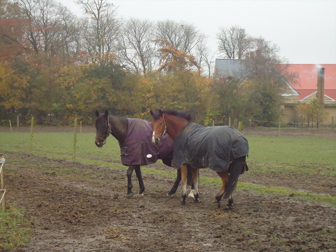 Tysk Sportspony firfod Jokum Knaeld haette  - Nuser har allerede fået en ny god ven marco af sigpøt.  billede 3