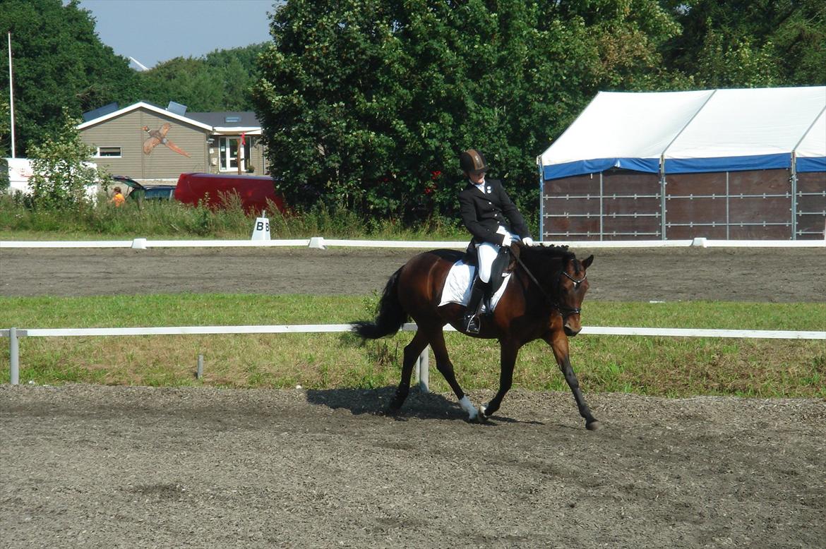 New Forest Langmarksgaards Nancerré - Til stævne<3 billede 4