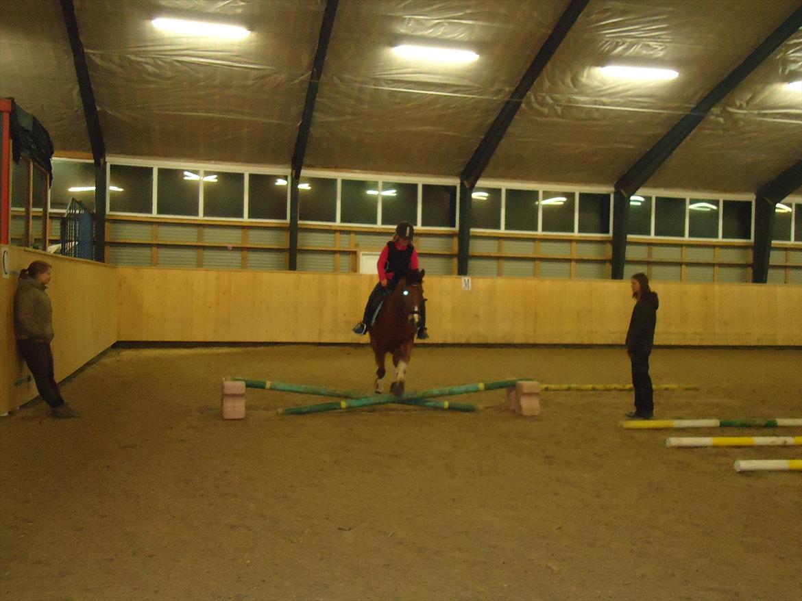 Tysk Sportspony firfod Jokum Knaeld haette  - min første springtur, Nuser er sørme også en rigtig springer.  billede 5